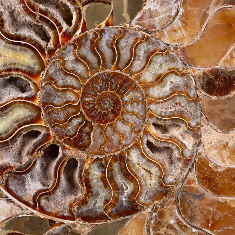  壁紙 — 拋光菊石化石的近距離特寫，展現出複雜的螺旋腔室，呈現大地色調的棕色和奶油色。
