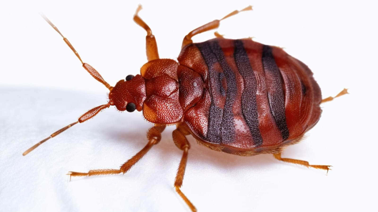  壁紙 — 一張特寫照片，顯示一隻紅褐色臭蟲，背部有深色條紋，背景為白色。