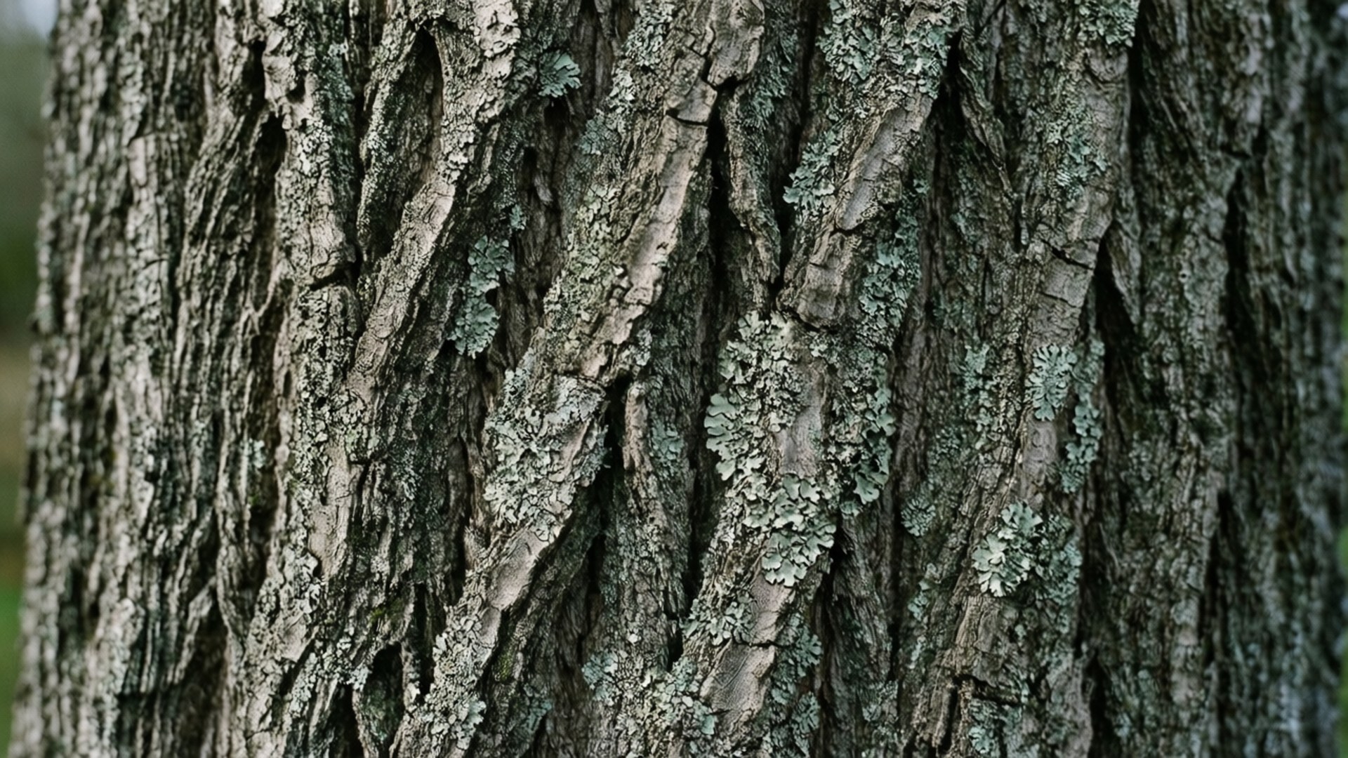 Grey Tree Bark 壁紙 — 粗糙樹皮的近照，帶有灰綠色地衣斑塊。