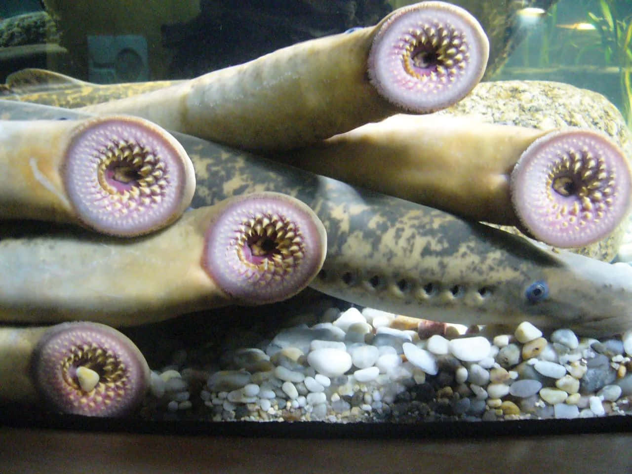  壁紙 — 幾條圓口滿齒的八目鰻魚在水族箱中的鵝卵石上休息的特寫。