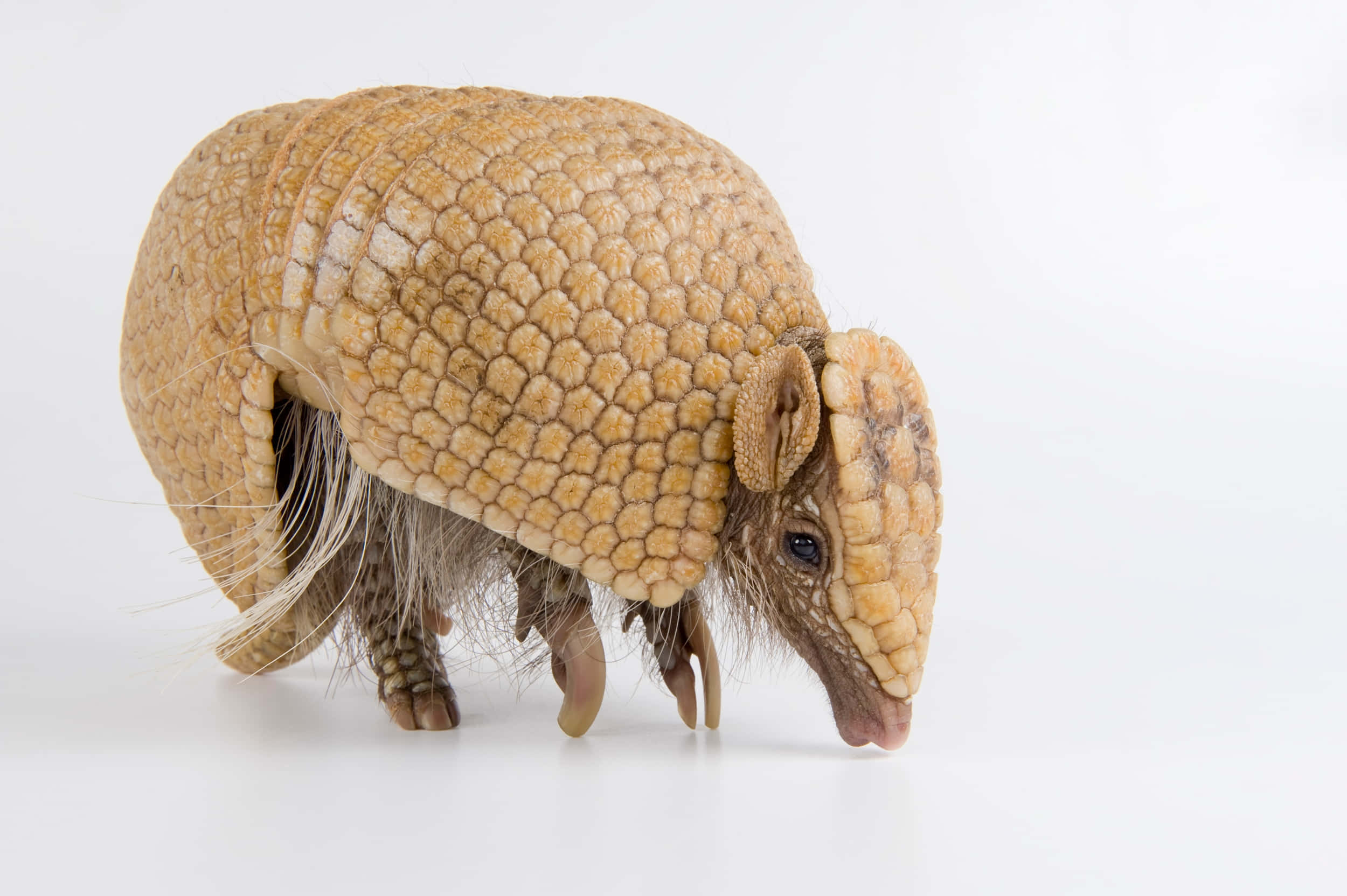 armadillo 桌布 壁紙 — 一隻小型的犰狳，有黃褐色分節甲殼和長鬍鬚，在白色背景上行走的特寫照片。