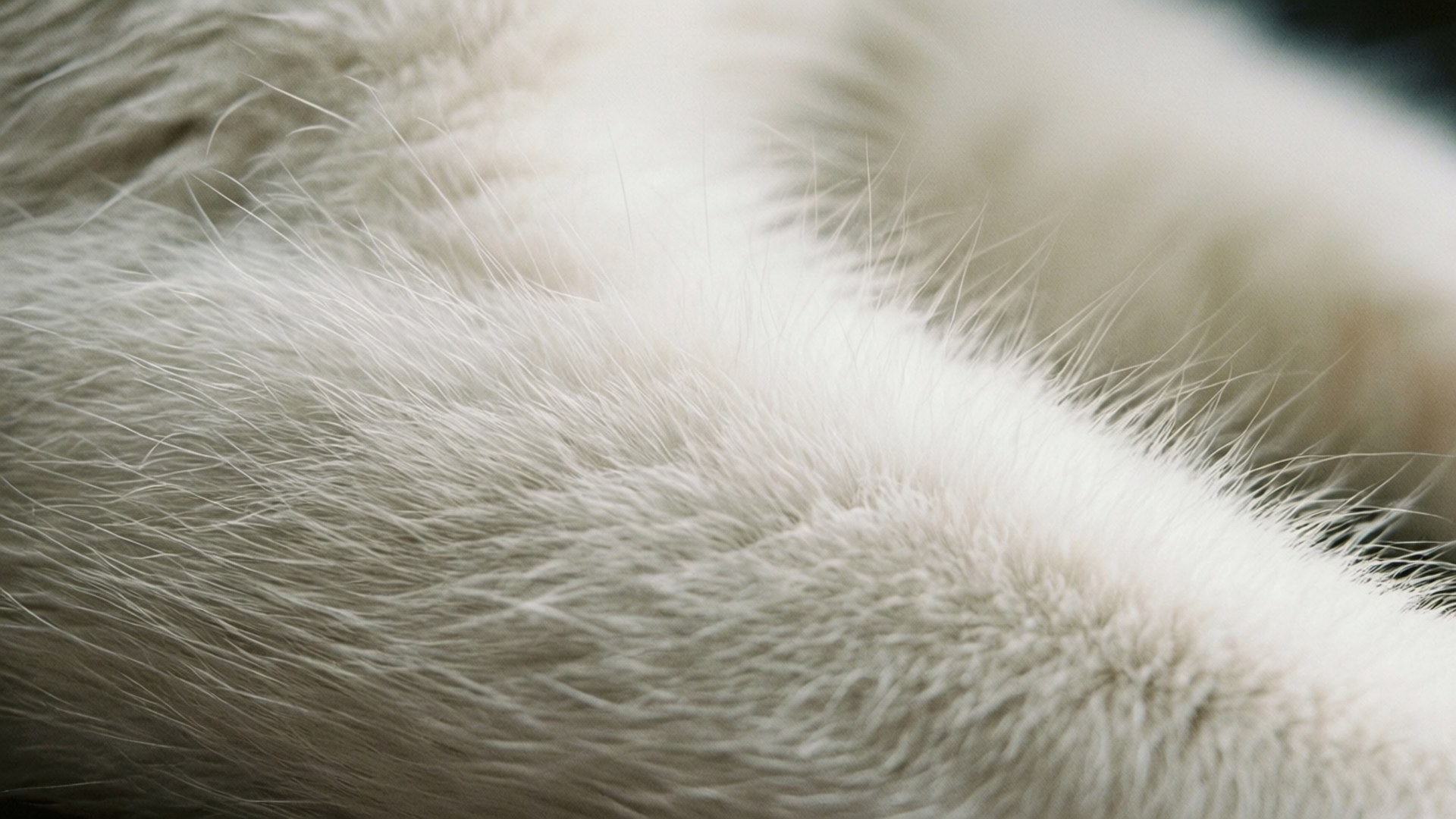 White Fur Macro 壁紙 — 柔軟白色毛皮的近距離特寫，個別毛髮在黑暗模糊的背景中捕捉光線。