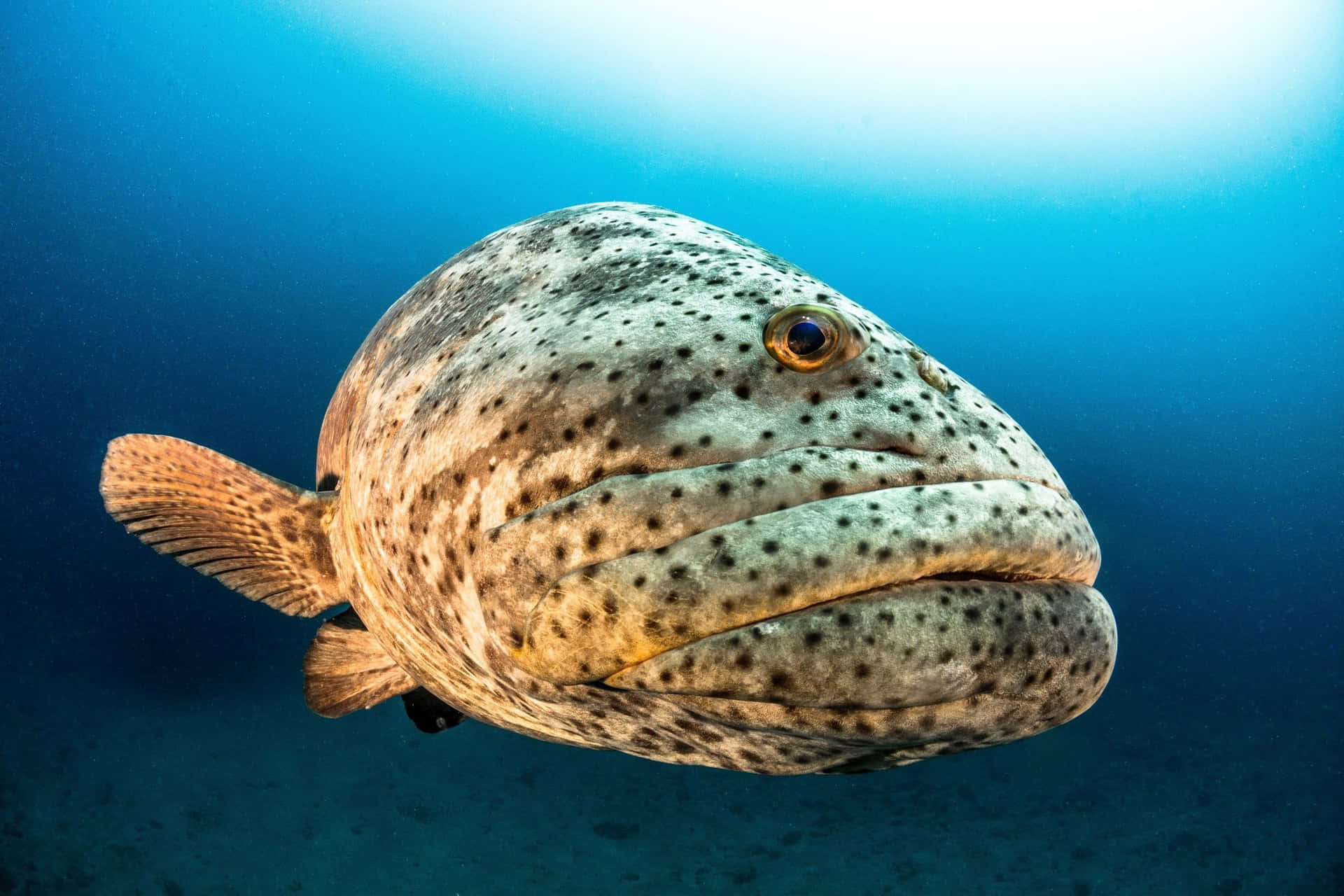  壁紙 — 一條斑點石斑魚在清澈的藍色海水中游泳，陽光從上方照射下來，特寫鏡頭。