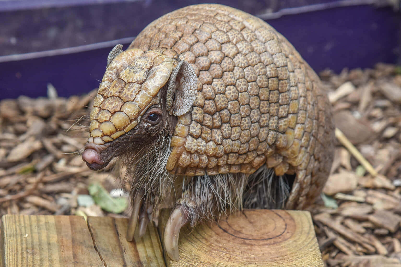armadillo 桌布 壁紙 — 一張三帶犰狳的近距離照片，牠站在木板上，周圍是木屑。