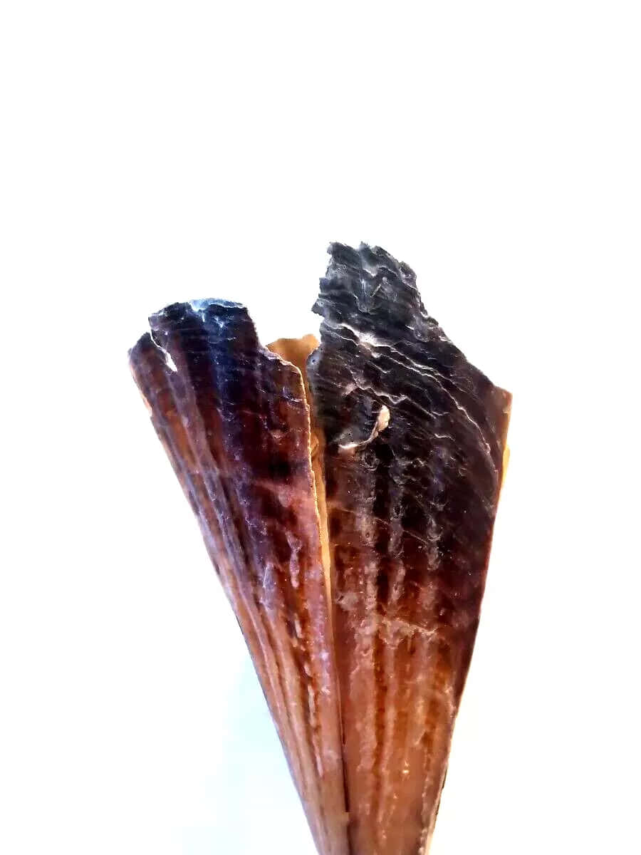  壁紙 — 兩個深棕色紋理貝殼的特寫，帶有脊線和缺損邊緣，背景為純白色。