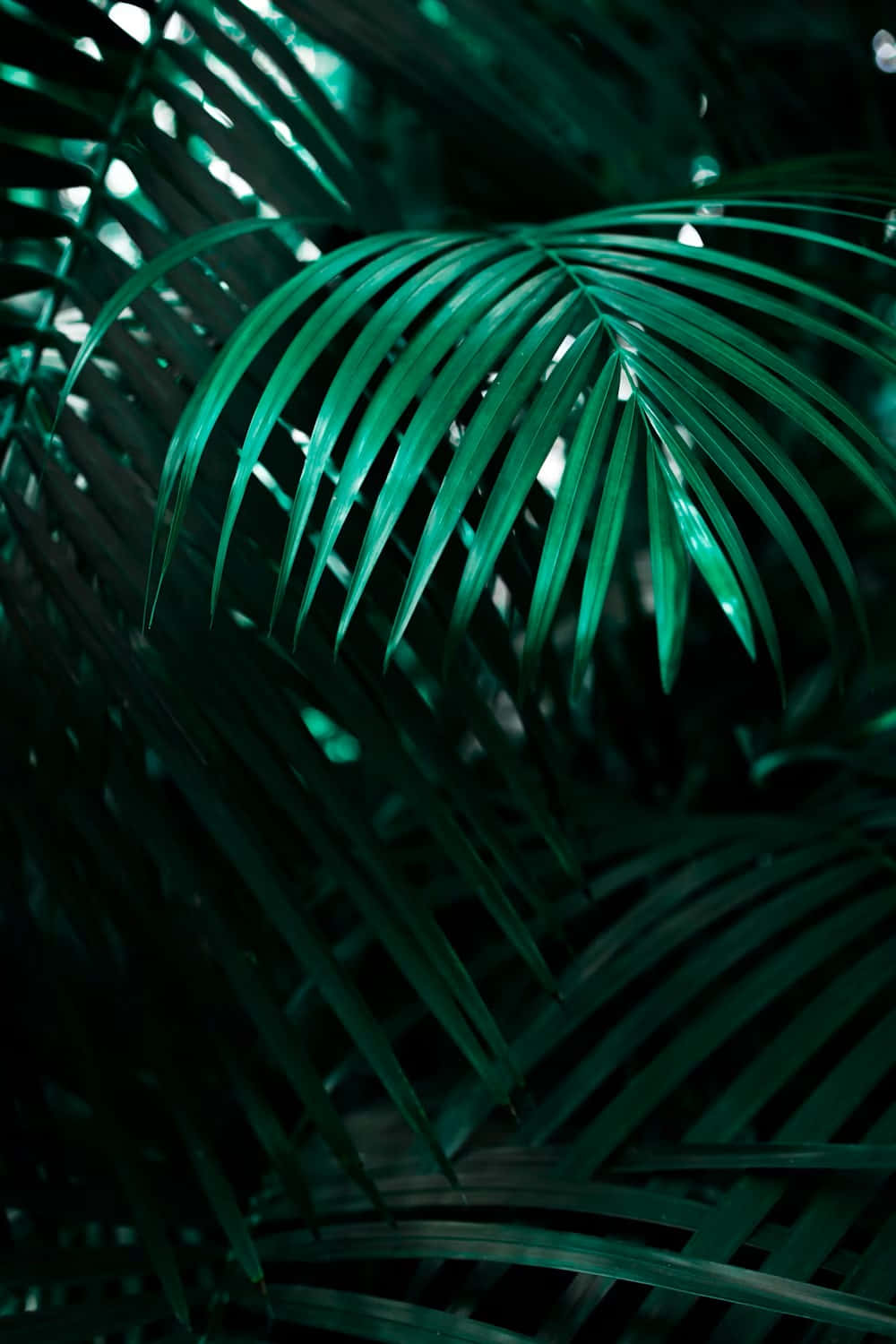  壁紙 — 特寫鏡頭，翠綠的棕櫚葉在黑暗叢林背景下逆光閃耀。