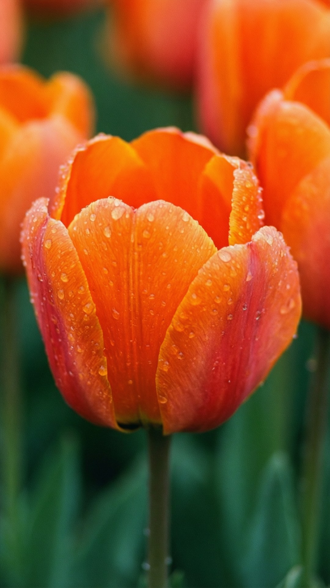 Vibrant Orange Tulips 壁紙 — 一朵鮮豔的橙色鬱金香特寫，花瓣上閃爍著露珠，背景是模糊的綠色。