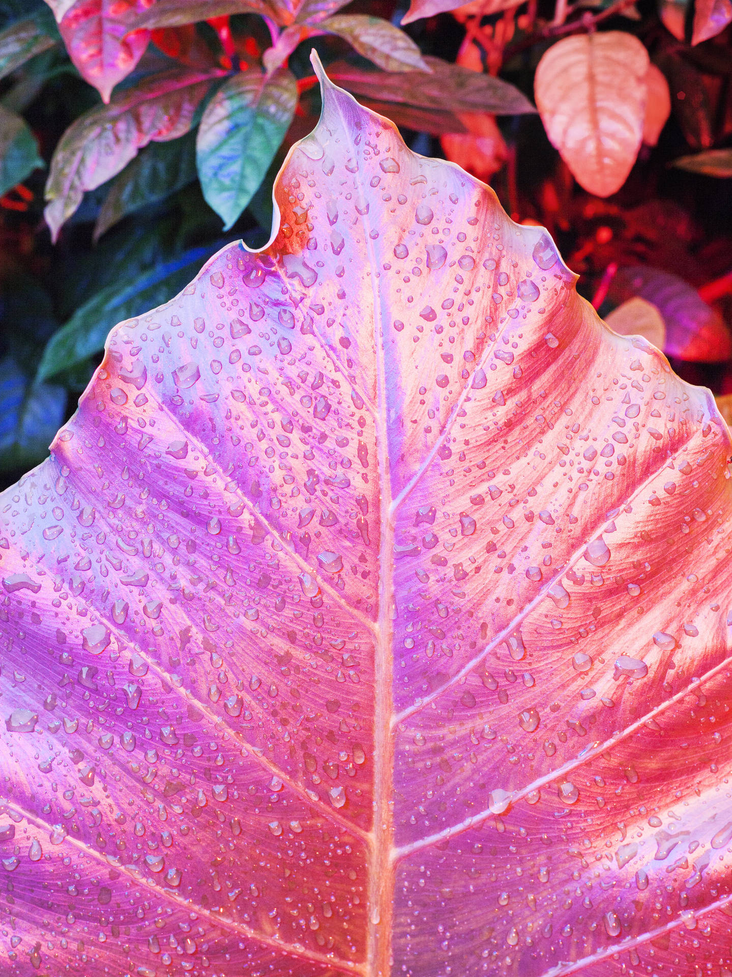 帶有水珠和背景綠色葉子的光澤粉紅葉片。 — iPhone X 壁紙