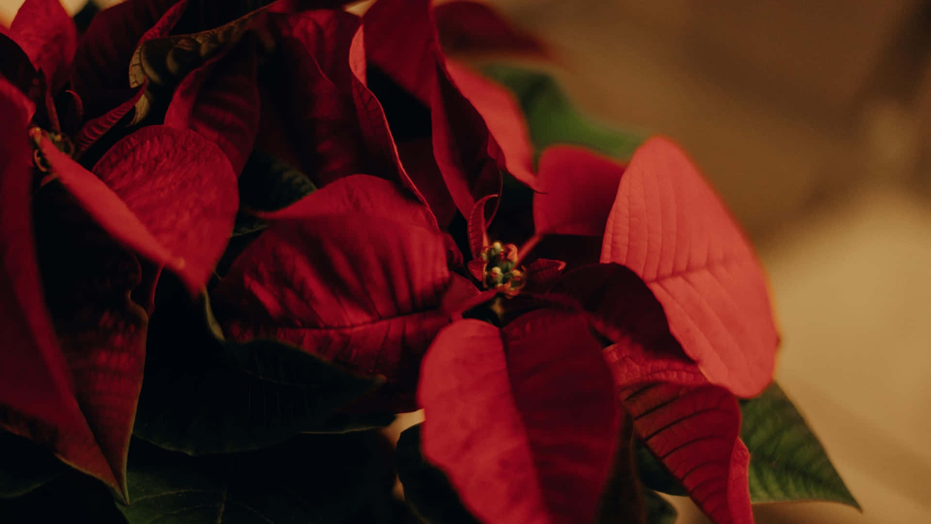  壁紙 — 溫暖室內燈光下，深綠色葉片襯托鮮紅色聖誕紅苞片的特寫。