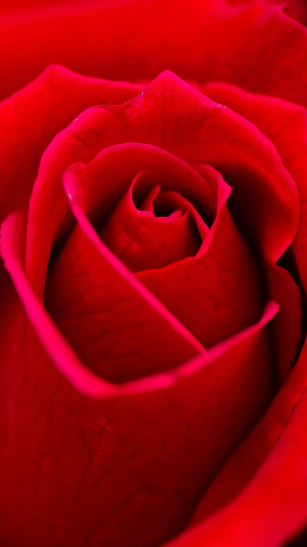 Red Rose 桌布 壁紙 — 特寫鏡頭：在柔和光線下，一朵鮮豔的紅玫瑰，帶有絲絨般的花瓣向內盤旋。