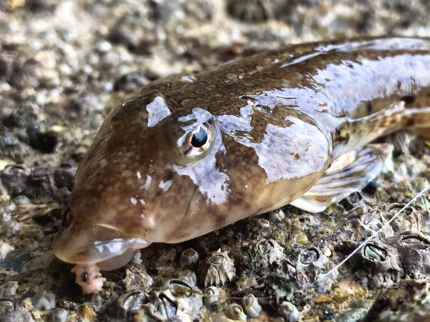  壁紙 — 一條濕漉漉的棕色大眼魚，棲息在佈滿藤壺的岩石表面上的特寫。