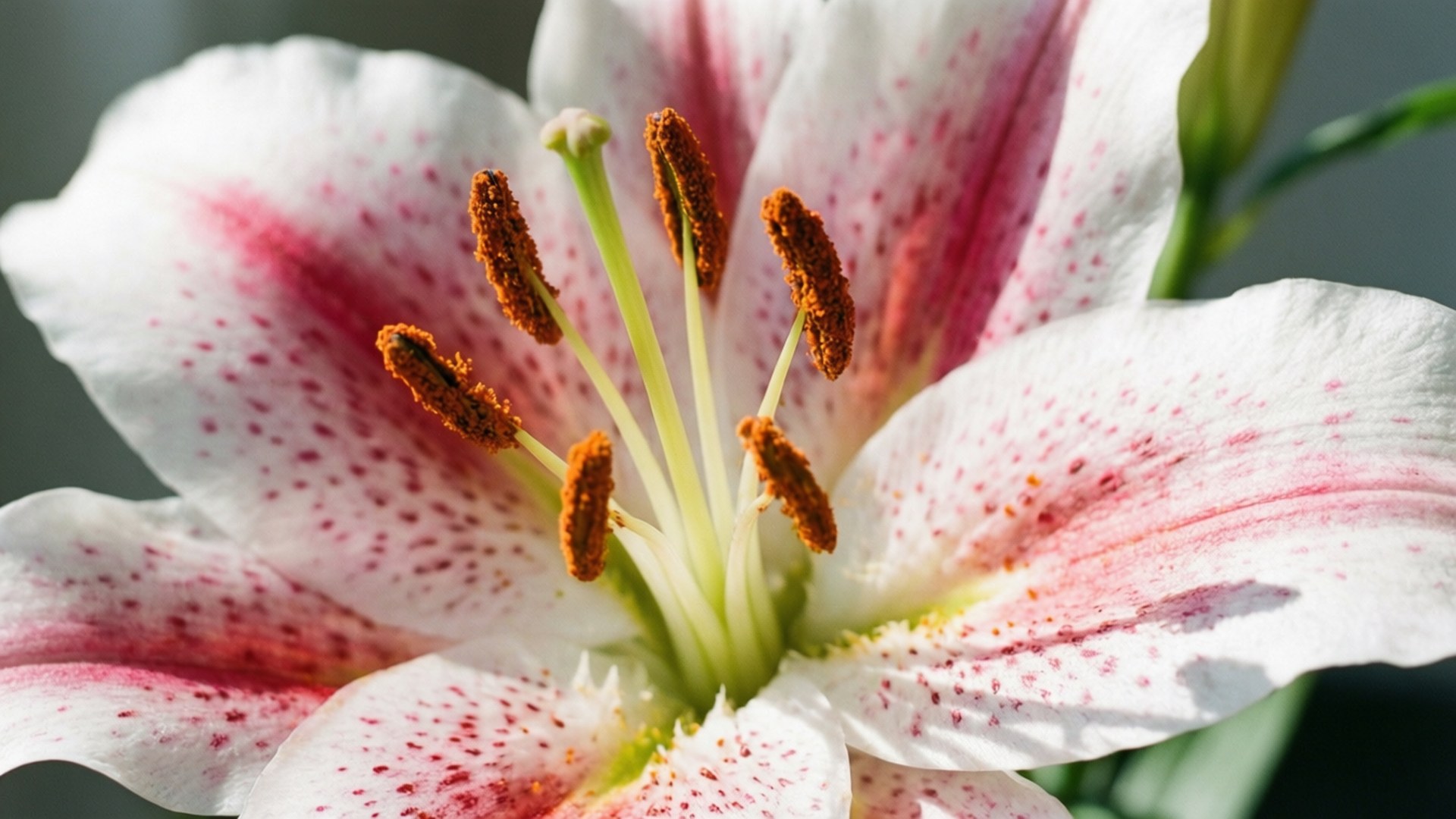 Speckled Lily Elegance 壁紙 — 白色百合花的特寫，帶有粉紅色條紋和斑點，以及橙色雄蕊，在柔和自然光下。