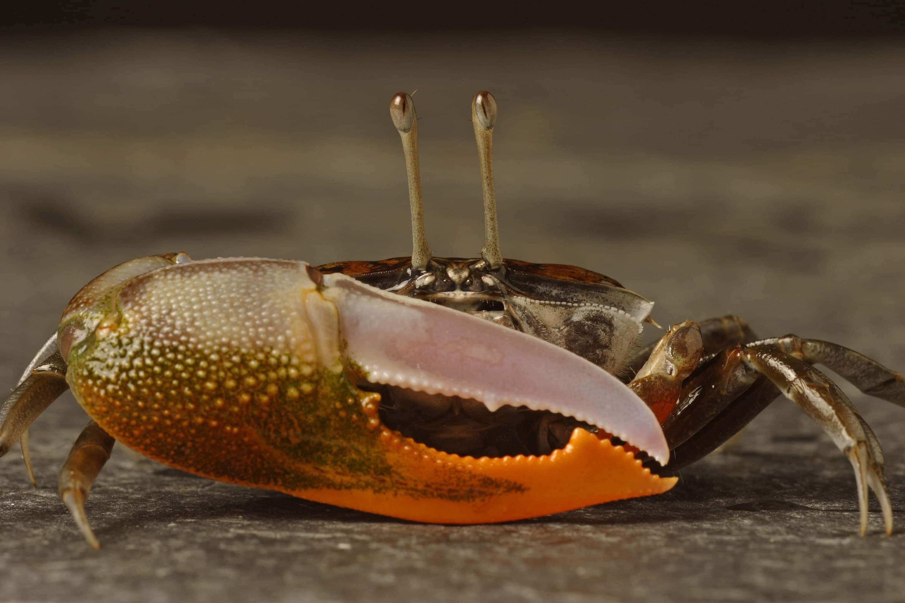 Fiddler Crab 桌布 壁紙 — 一隻螃蟹的近距離照片，有鮮橙色鉗子和紋理外殼，在深色石頭表面上。