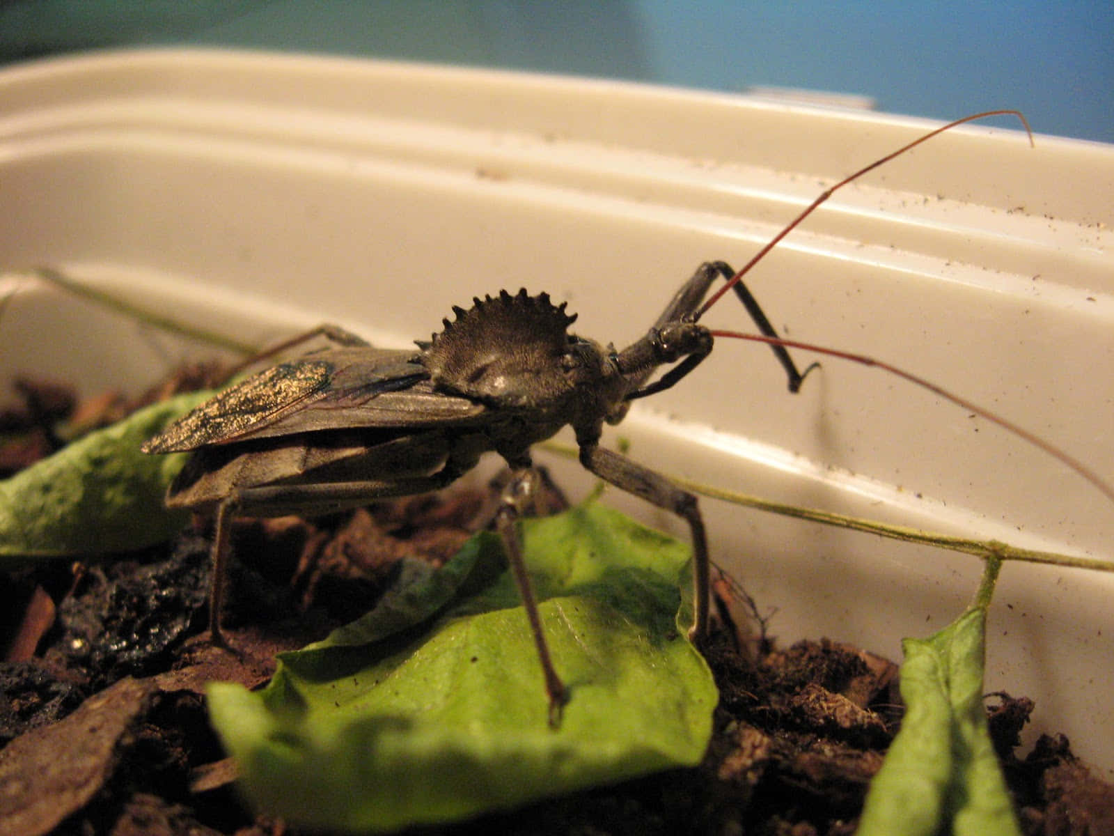  壁紙 — 一張特寫照片，顯示一隻深棕色的獵蝽（assassin bug）帶有長觸角，棲息在白色容器內的綠色葉片上。