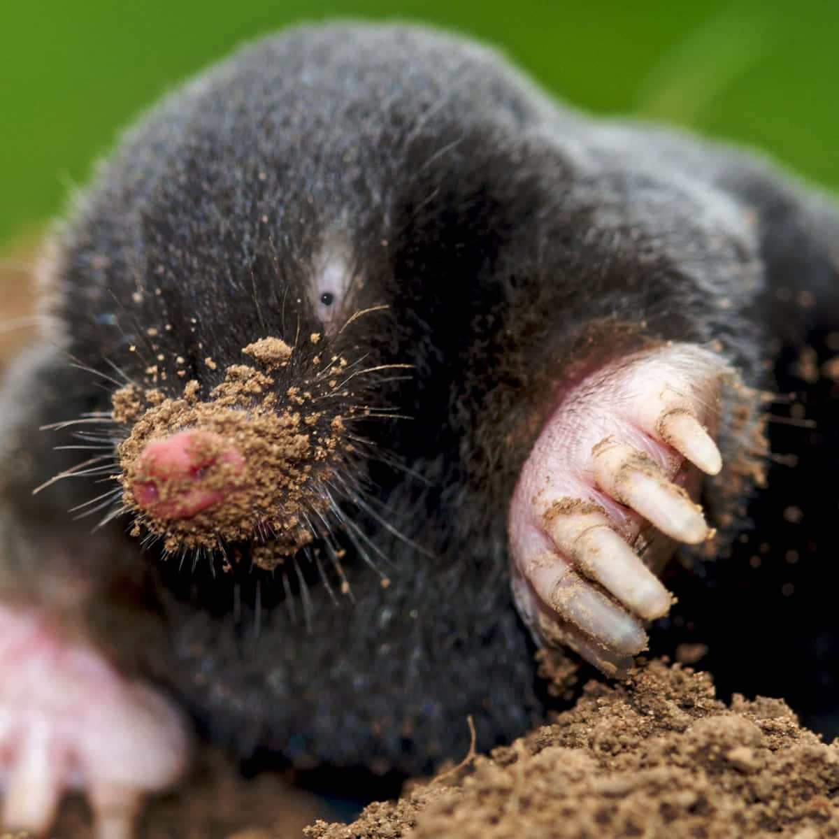 Mole 桌布 壁紙 — 一張深色毛髮鼴鼠從泥土中冒出的特寫照片，粉紅色的鼻子上和帶爪的前掌上沾滿泥土。