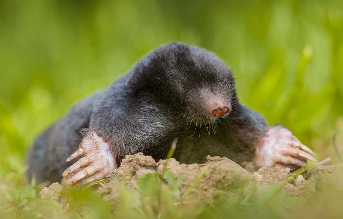 Mole 桌布 壁紙 — 一張特寫照片，顯示一隻深色毛髮的鼴鼠從泥土中冒出，帶有巨大的爪狀前肢，周圍是充滿活力的綠草。