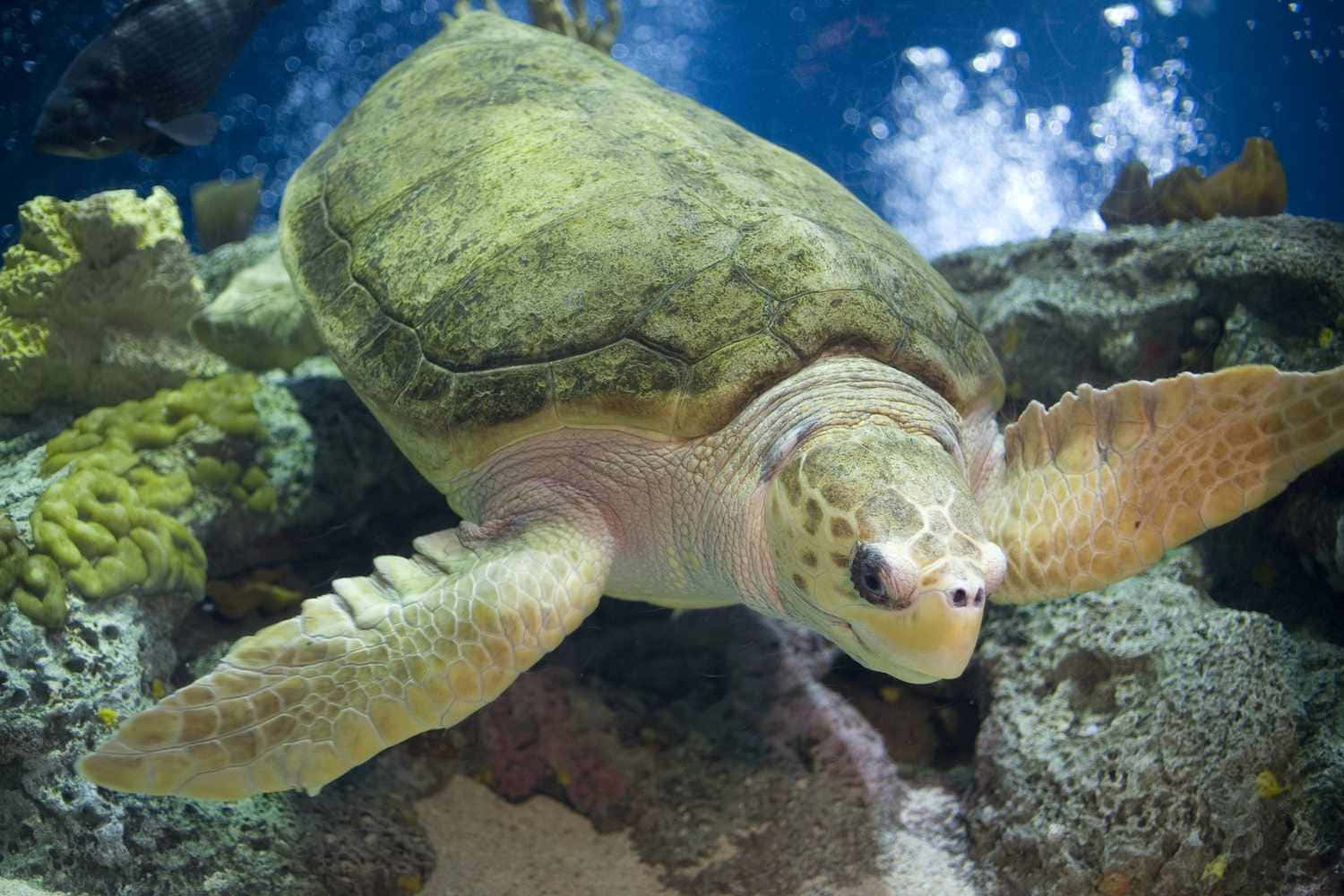  壁紙 — 一張綠海龜在充滿活力的珊瑚礁水域中優雅滑行的特寫照片。