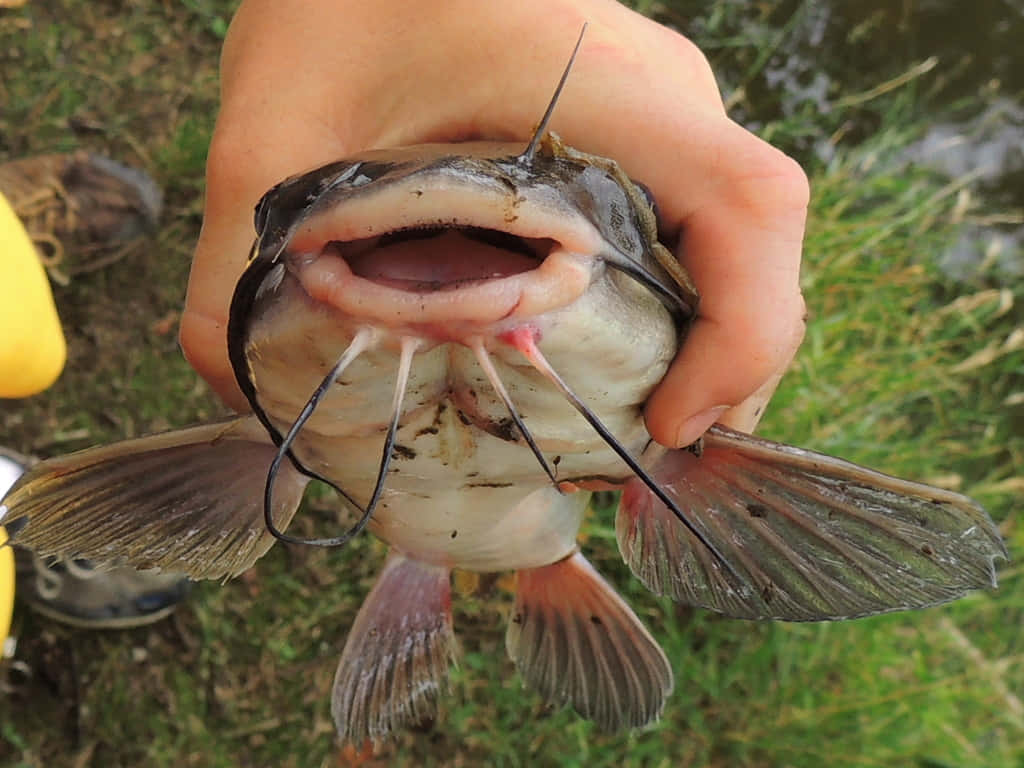  壁紙 — 一張特寫照片，一隻手拿著一條大鯰魚，嘴巴張大，鬍鬚清晰可見，背景是草地戶外環境。