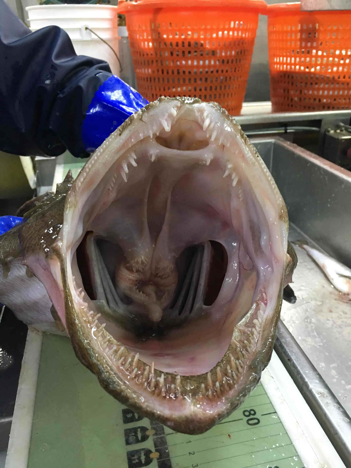  壁紙 — 一張大型魚類的特寫照片，張開嘴巴露出尖銳牙齒和鰓，放在潮濕的市場櫃檯上。