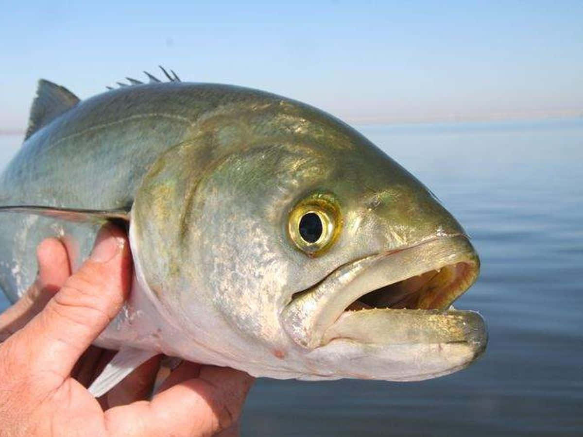  壁紙 — 一隻手拿著一條大銀魚，背景是平靜的藍色水面，特寫照片。