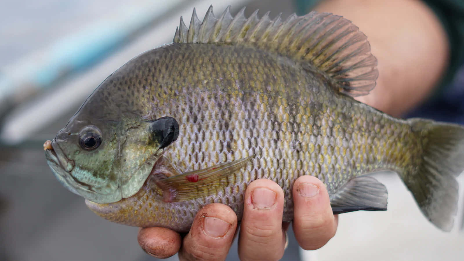  壁紙 — 一個人手持剛捕獲的太陽魚的特寫照片，魚鱗細節清晰，背鰭尖銳。