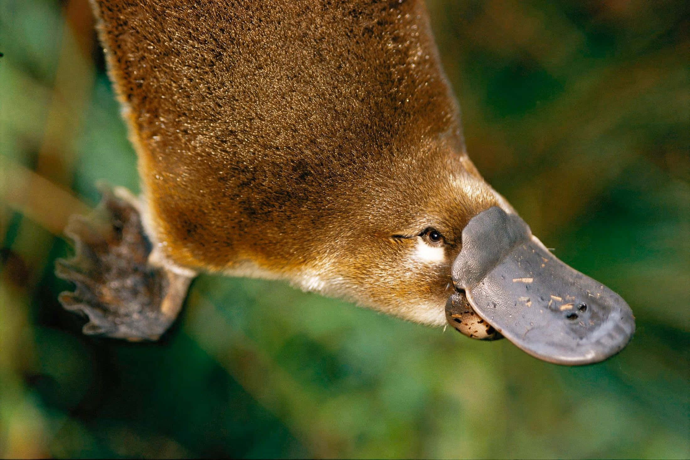 Platypus 桌布 壁紙 — 一張鴨嘴獸用喙叼著蛋的特寫照片，背景是模糊的綠色。