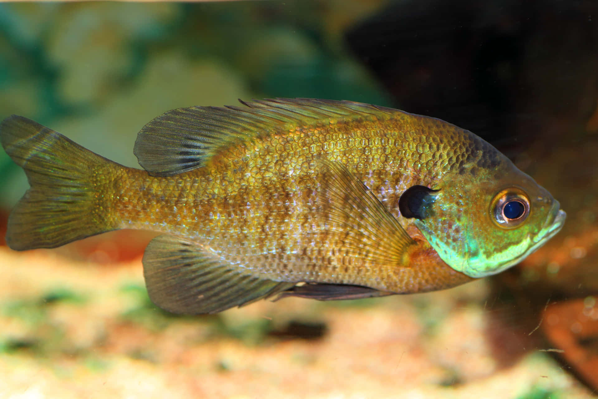  壁紙 — 一張小魚的特寫照片，魚身呈綠褐色，下巴鮮綠色，眼睛深色，在清澈的水中游泳。