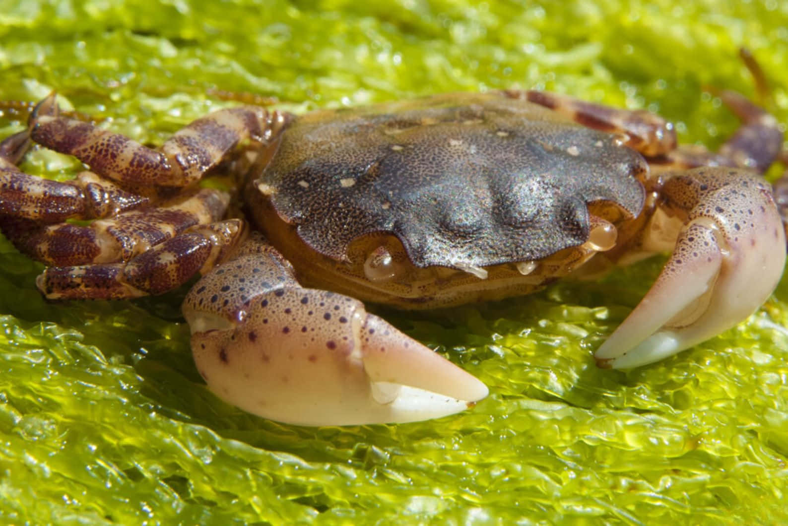  壁紙 — 一隻有斑點的大鉗蟹在鮮綠色海藻上休息的特寫照片。
