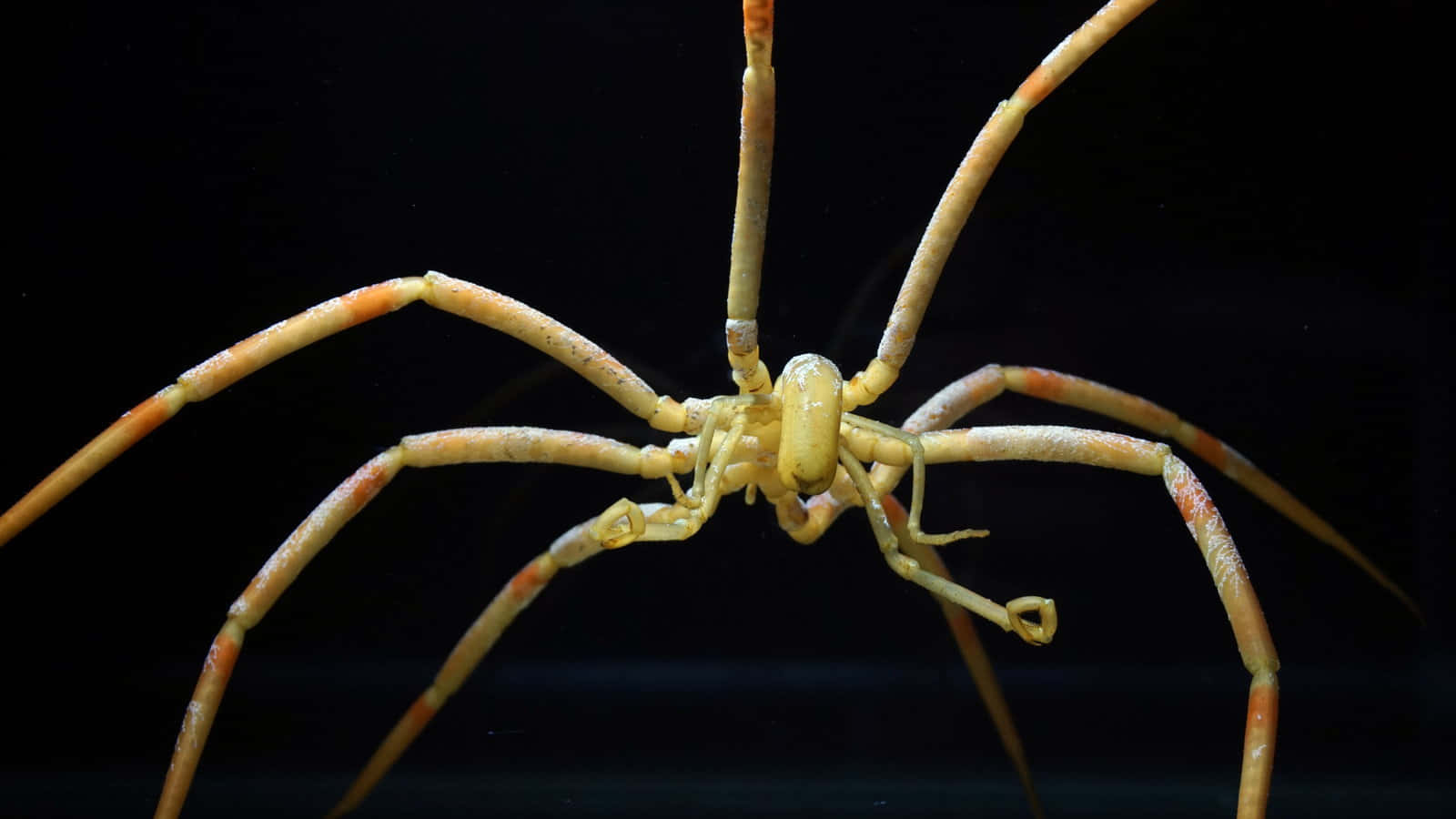 Sea Spider 桌布 壁紙 — 一張特寫照片，拍攝了一隻淡黃色的蜘蛛蟹，擁有修長的腿，背景是純黑色。
