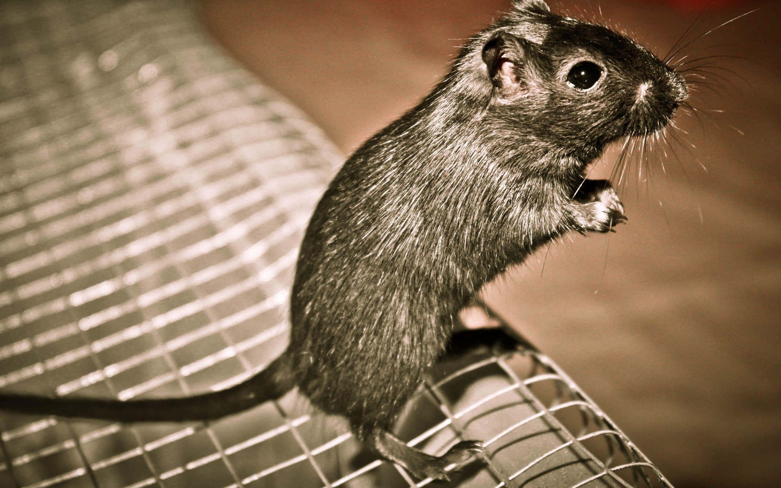 Gerbil 桌布 壁紙 — 一張懷舊褐色調的特寫照片，拍攝一隻小黑鼠棲息在金屬網格表面上。