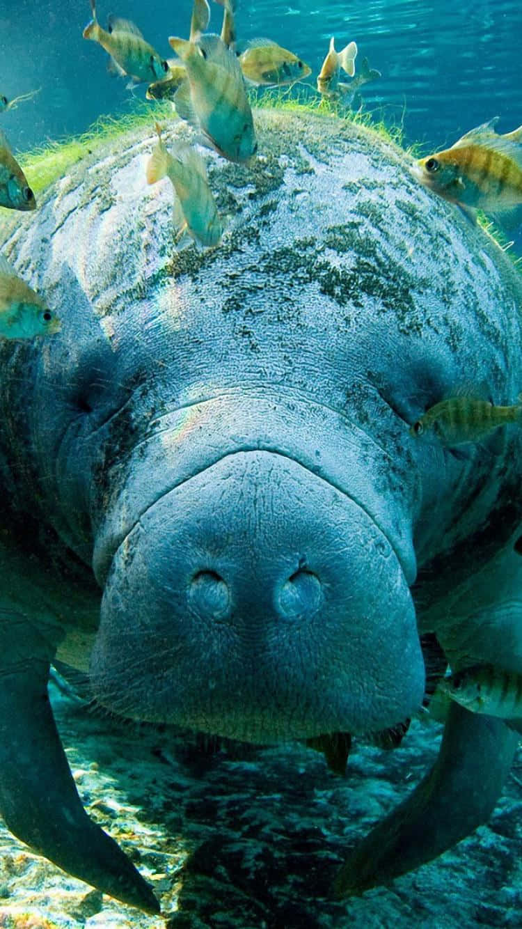 壁紙 — 海牛的水下近距離鏡頭，小魚在牠紋理灰色身體周圍游泳，近水面。