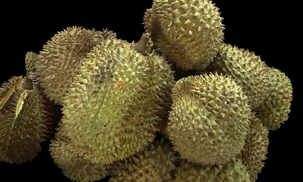  壁紙 — 一堆帶刺的榴槤果實，外殼呈綠褐色，襯托在純黑背景上。