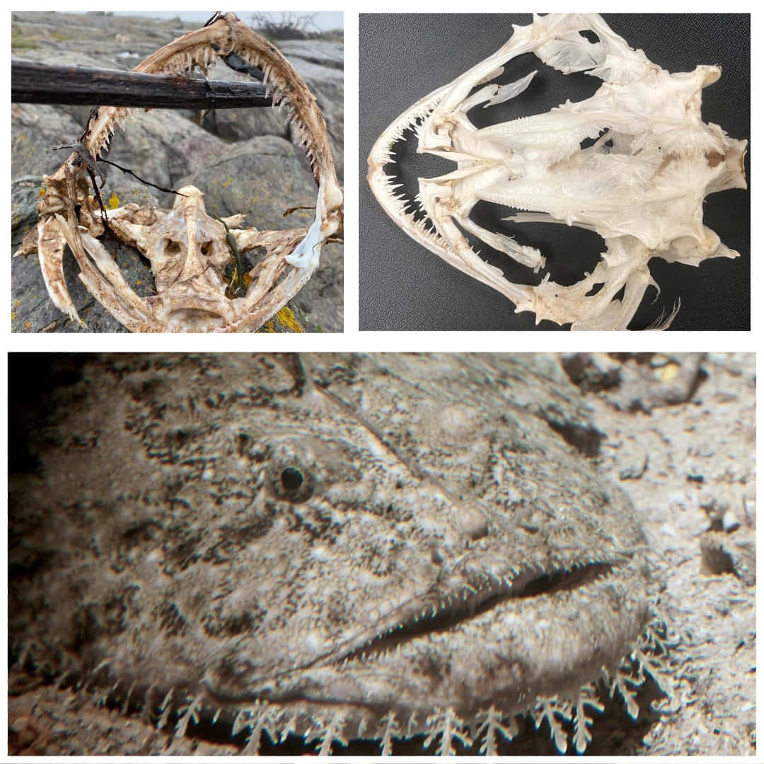  壁紙 — 一幅拼貼畫，展示岩石上帶有尖銳牙齒的魚頭骨、偽裝的鮟鱇魚特寫，以及其紋理臉部的詳細視圖。