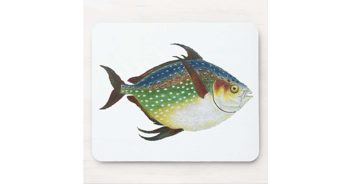 Opah 桌布 壁紙 — 一條色彩繽紛、帶有斑點鱗片和深色魚鰭的魚，在淺色木質背景的白色滑鼠墊上優雅地游動。