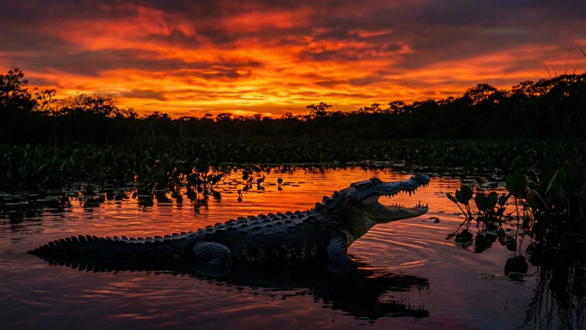 Alligator Sunset Silhouette 壁紙 — 一隻張開嘴的鱷魚在倒映著暗黑叢林上方火紅橙色日落雲彩的水中休息。