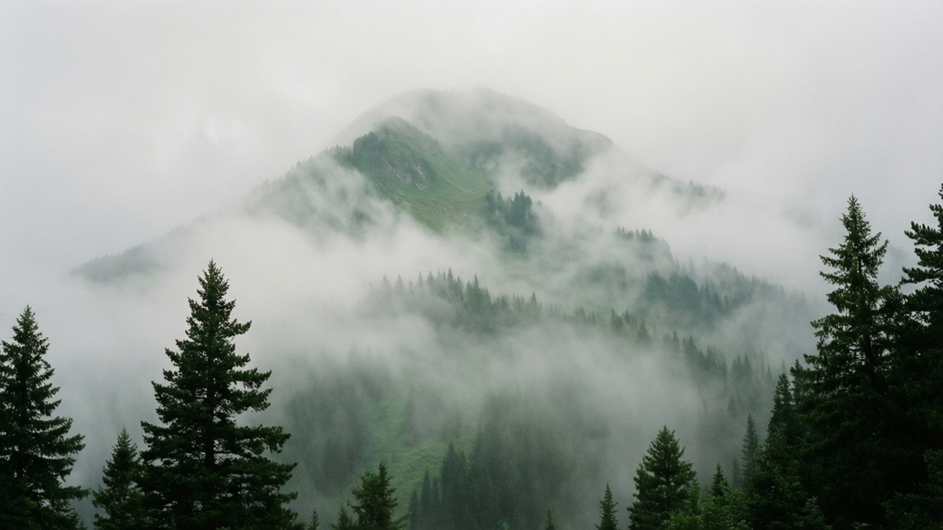 Misty Mountain Clouds 壁紙 — 翠綠的山巒在濃霧中升起，深色的松樹框住前景。