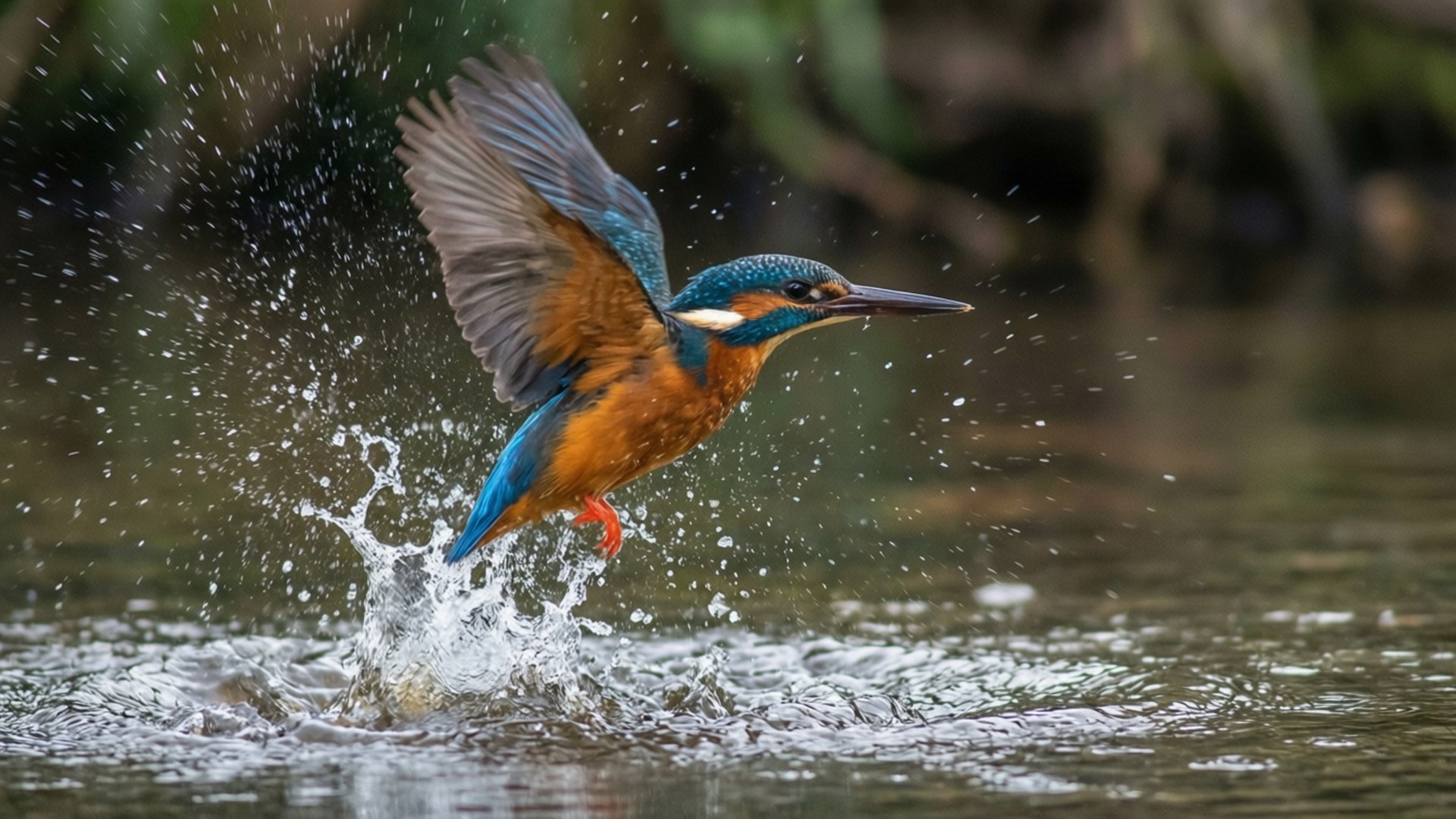 Kingfisher Dive 壁紙 — 一隻擁有虹彩藍色和橙色羽毛的翠鳥，在飛行中從水中衝出，翅膀張開，水珠飛濺。
