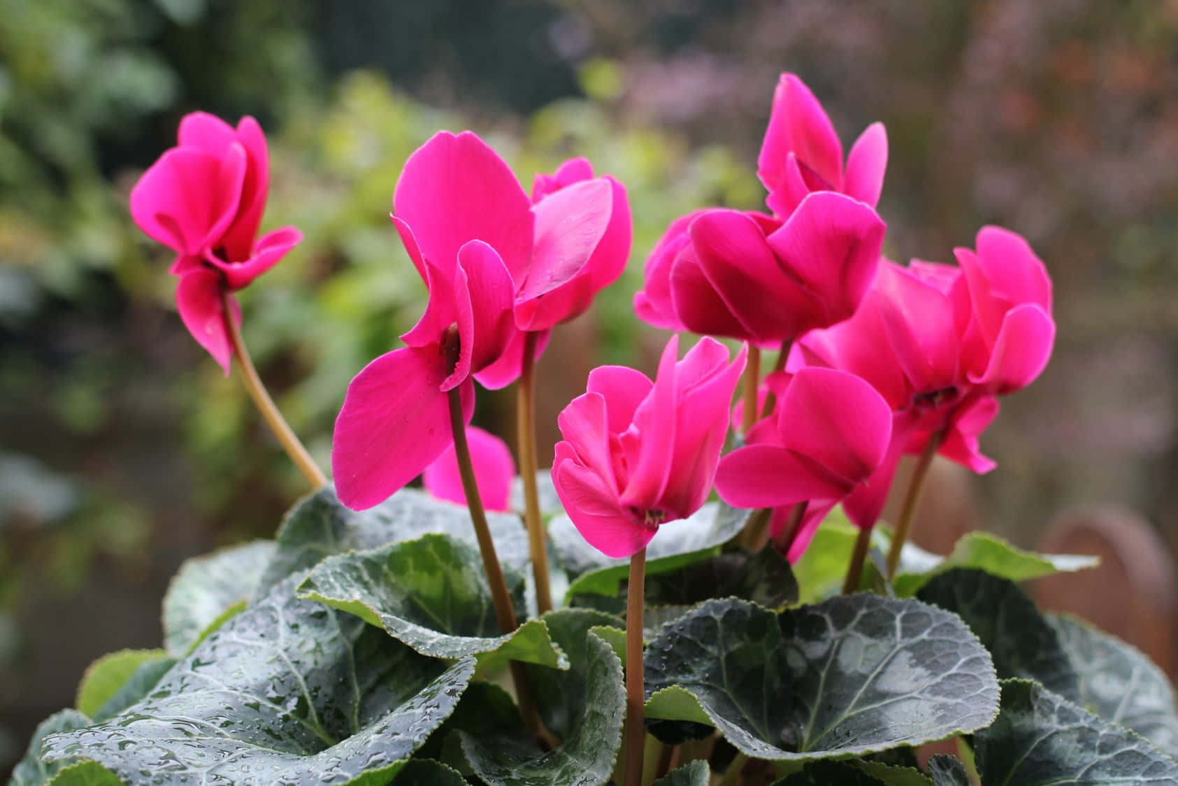 Cyclamen 圖片 壁紙