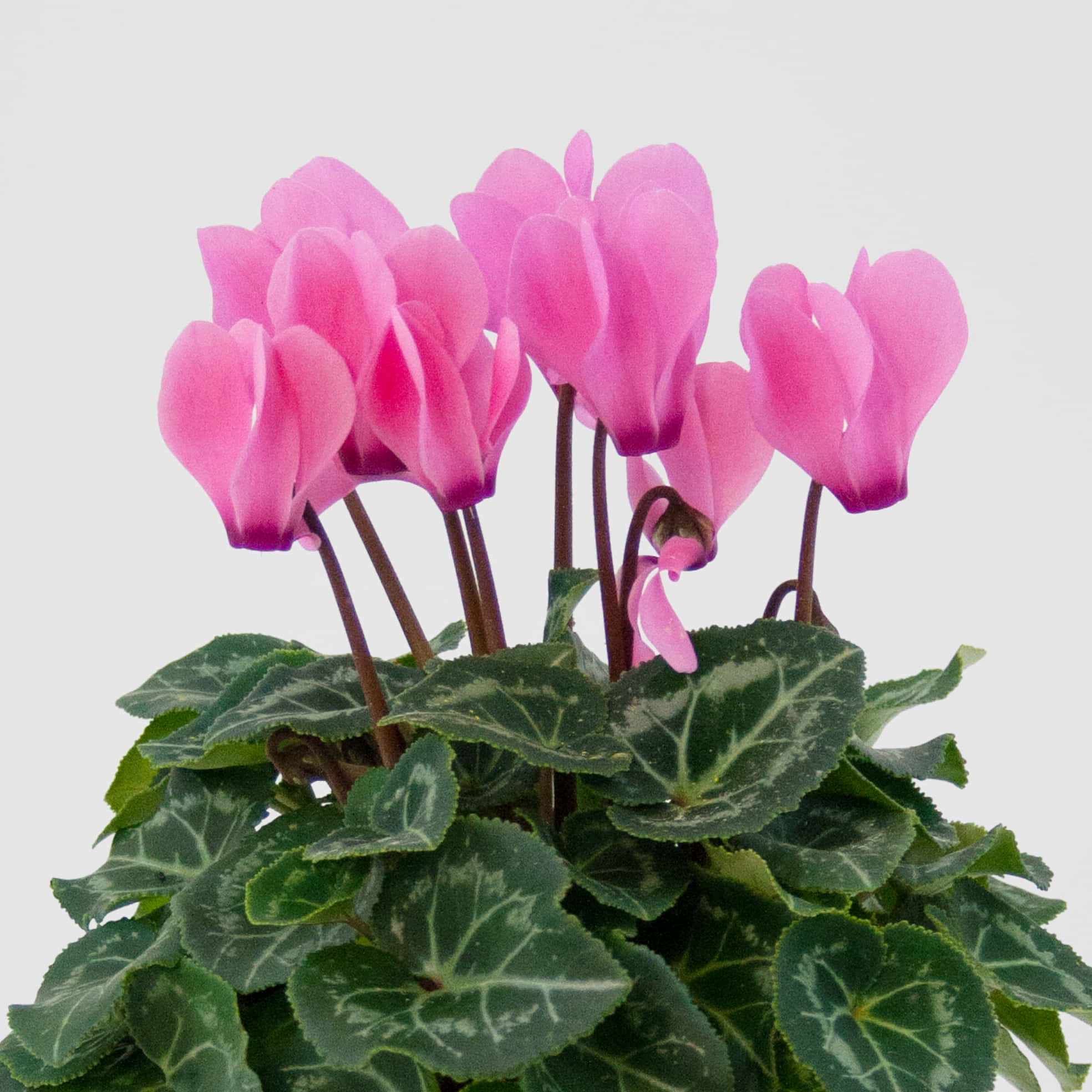 Cyclamen 圖片 壁紙