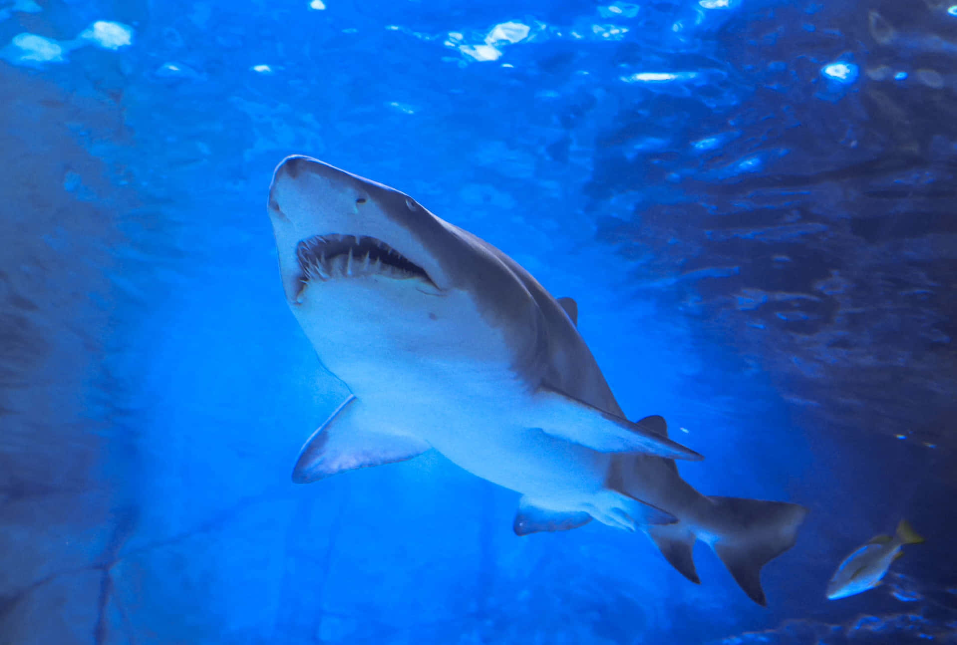  壁紙 — 一條大白鯊在深藍色水族箱水中優雅地游動，上方有陽光透射下來。