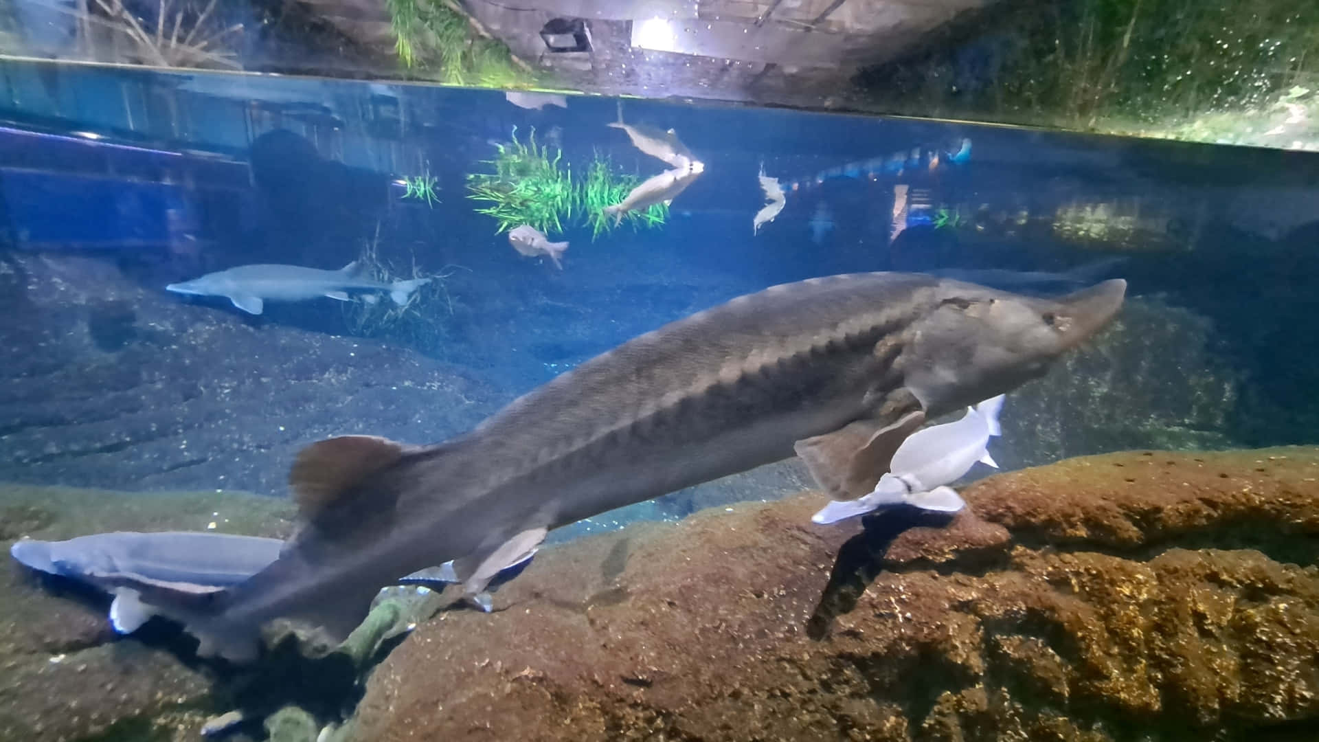  壁紙 — 一條大鱘魚在昏暗的水族箱中，在岩石底部附近優雅地游泳，周圍有綠色植物和較小的魚。