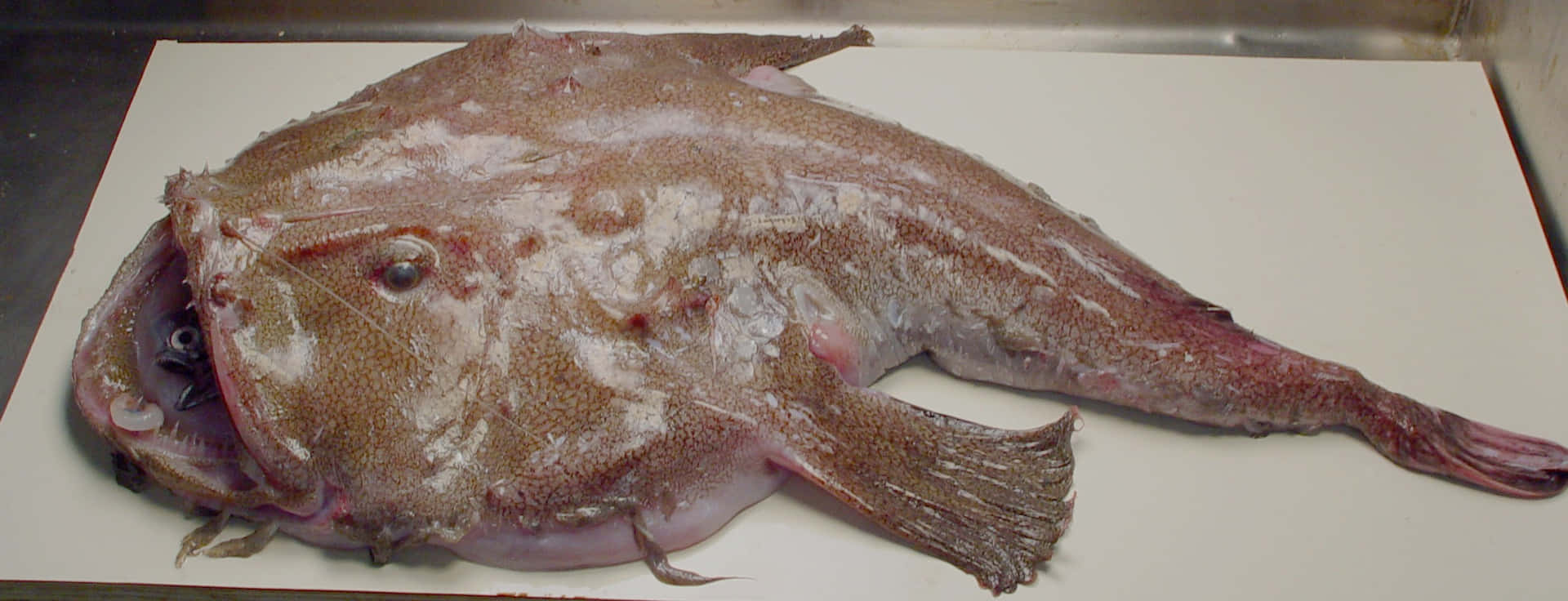  壁紙 — 一條大型、有紋理的蛙魚，嘴巴寬闊，頭部呈球狀，躺在臨床環境的白色表面上。