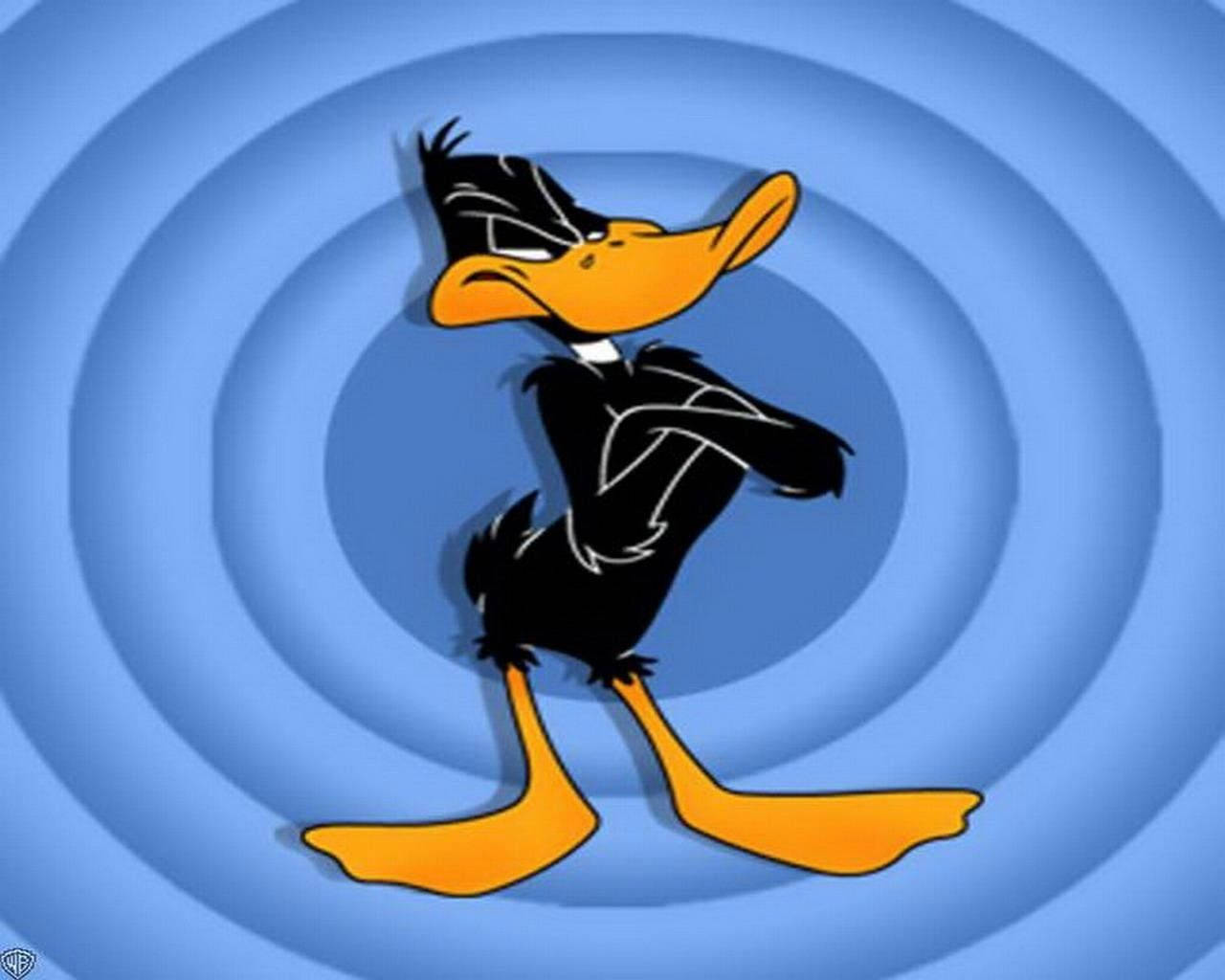 Daffy Duck 桌布 壁紙 — Daffy Duck 自信地交叉雙臂站在藍色同心圓背景前。