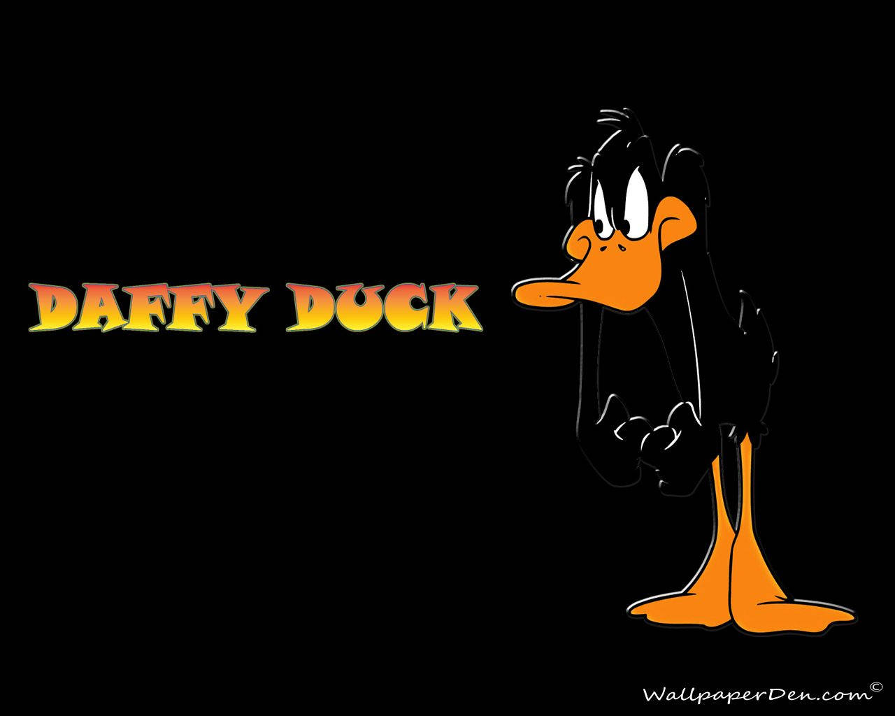 達菲鴨 桌布 壁紙 — Daffy Duck 自信地站在黑色背景前，旁邊有他的名字以粗體黃色文字顯示。