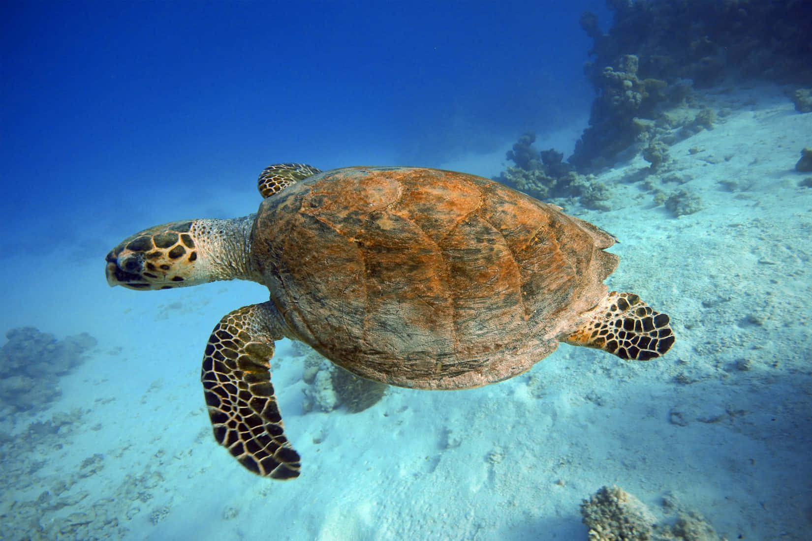  壁紙 — 一隻玳瑁海龜在清澈碧綠的海水中，優雅地滑過陽光普照的珊瑚礁。