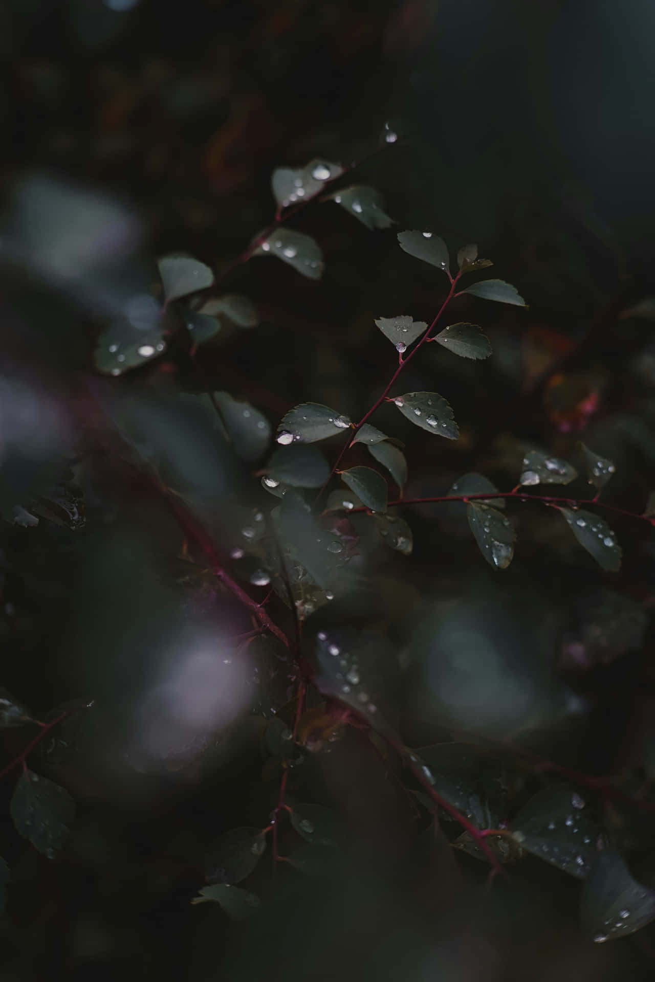  壁紙 — 潮濕的綠色葉片上閃爍著水珠，在黑暗模糊的森林背景下格外突出。