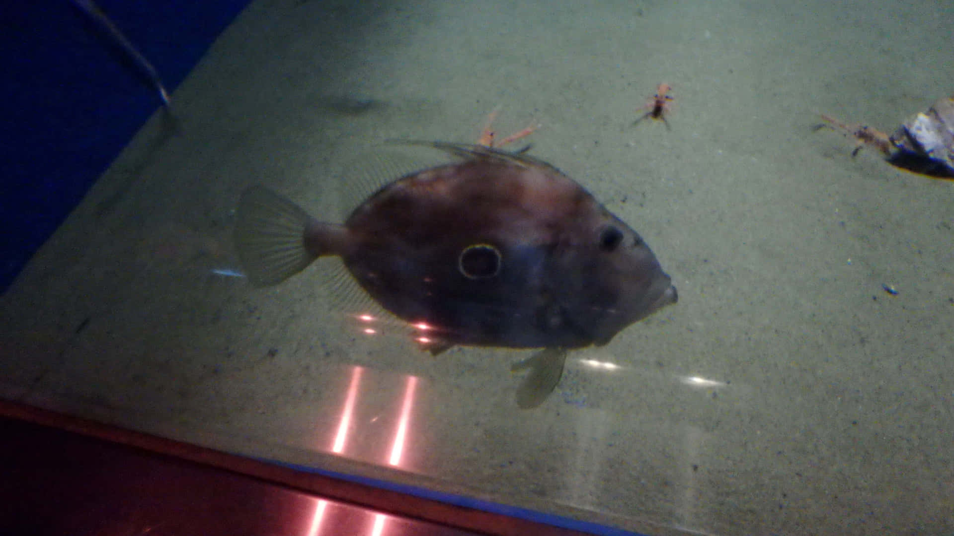  壁紙 — 一條深棕色魚帶有明顯的眼斑，在沙質水族箱底部附近散落的碎片上平靜地游動。