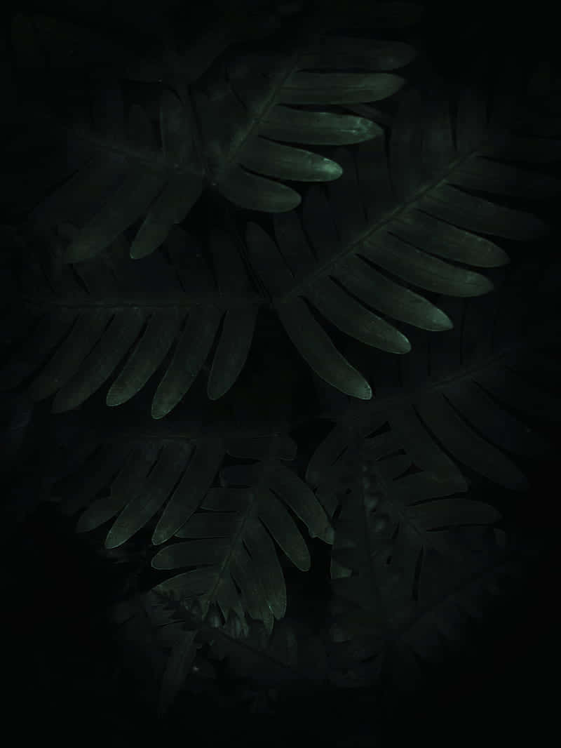 壁紙 — 深色蕨葉在黑色背景上散發著微妙的綠色亮點，營造出陰鬱的特寫效果。