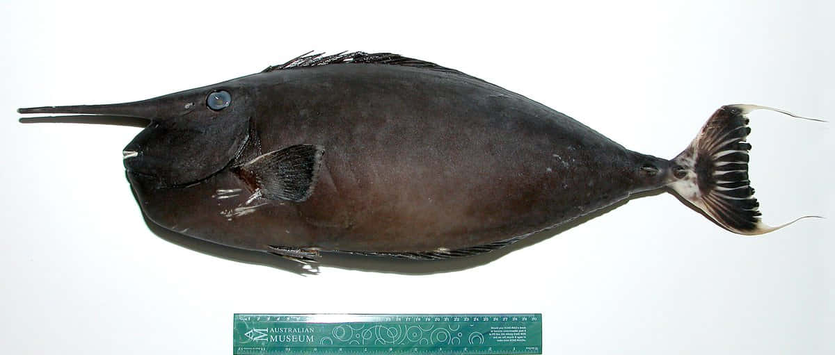 Unicorn Fish 桌布 壁紙 — 一個深灰色獨角魚標本，長有長喙和帶圖案的尾巴，放在白色表面上，旁邊有一把博物館尺。