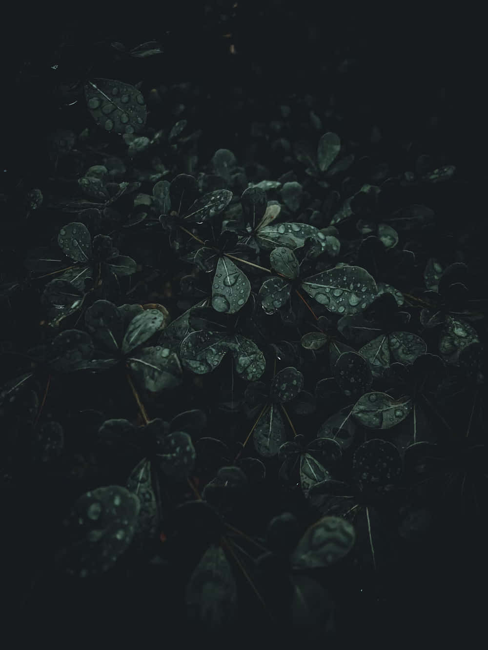  壁紙 — 深綠色葉子在黑色背景上閃爍著雨滴，營造出陰鬱的特寫效果。